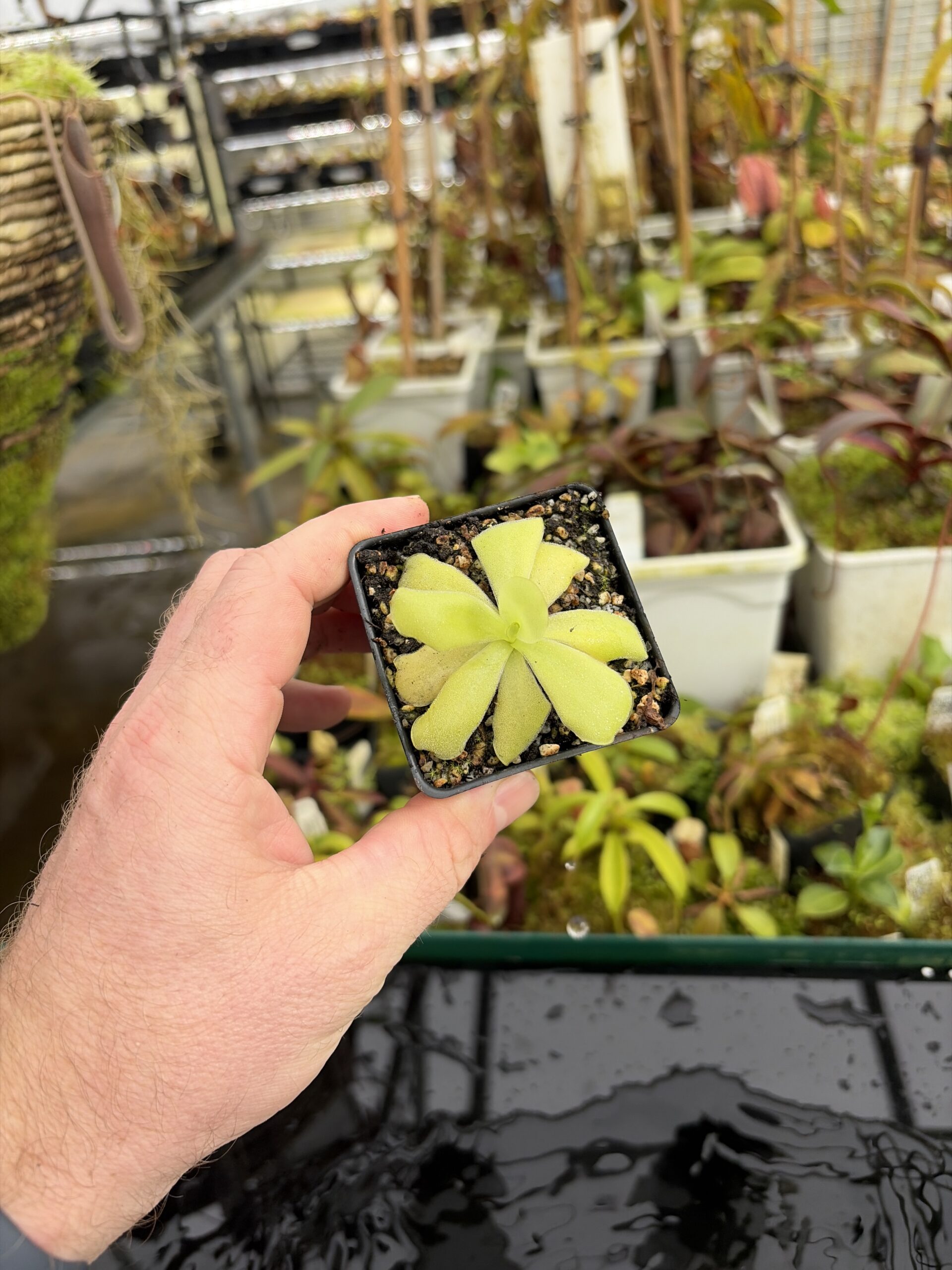 Wide Angle of Pinguicula agnata {El Lobo} | Best Carnivorous Plants | BCP-2210 | IN27195