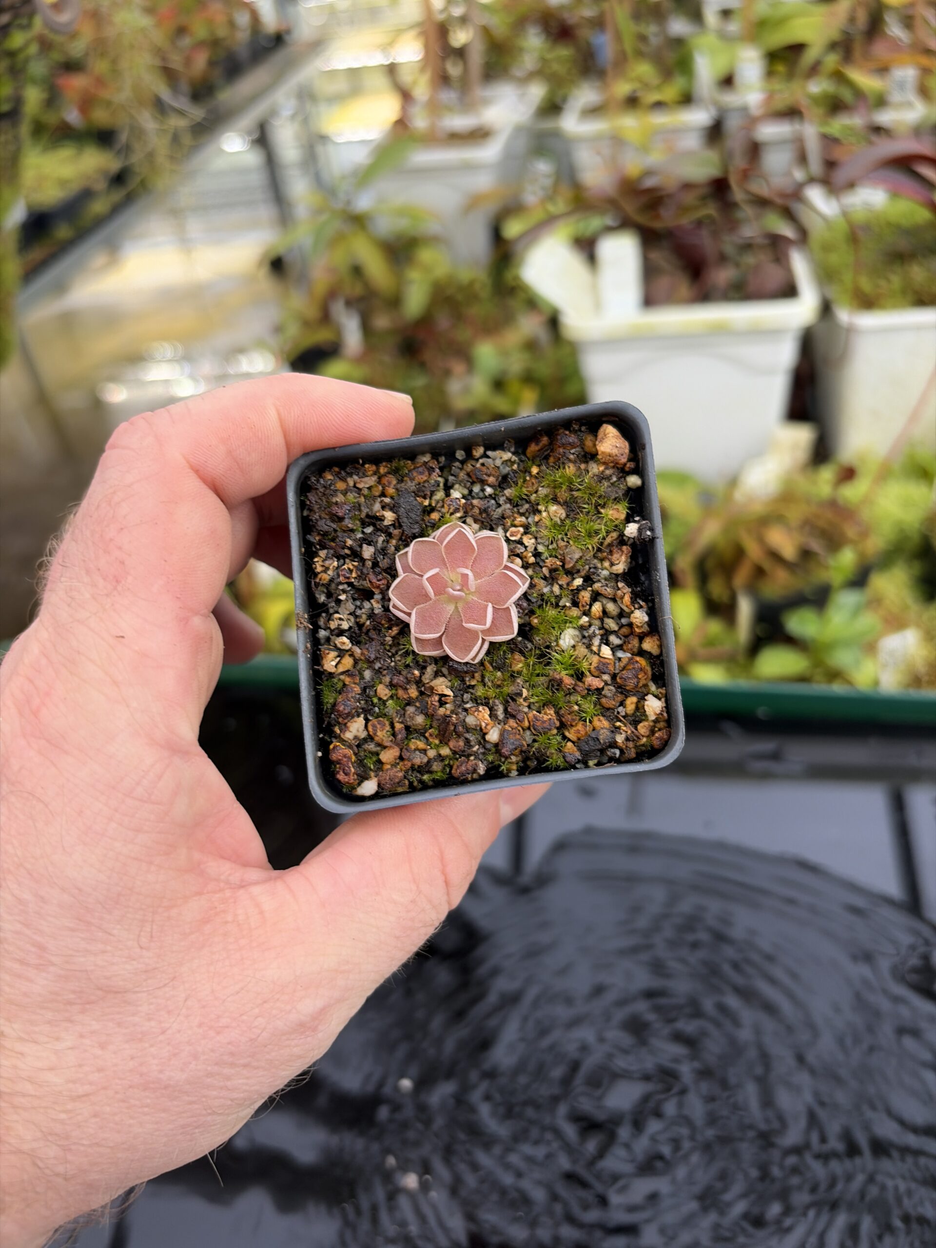 Wide Angle of Pinguicula debbertiana {metalic purple} | Best Carnivorous Plants | BCP-547 | IN27205