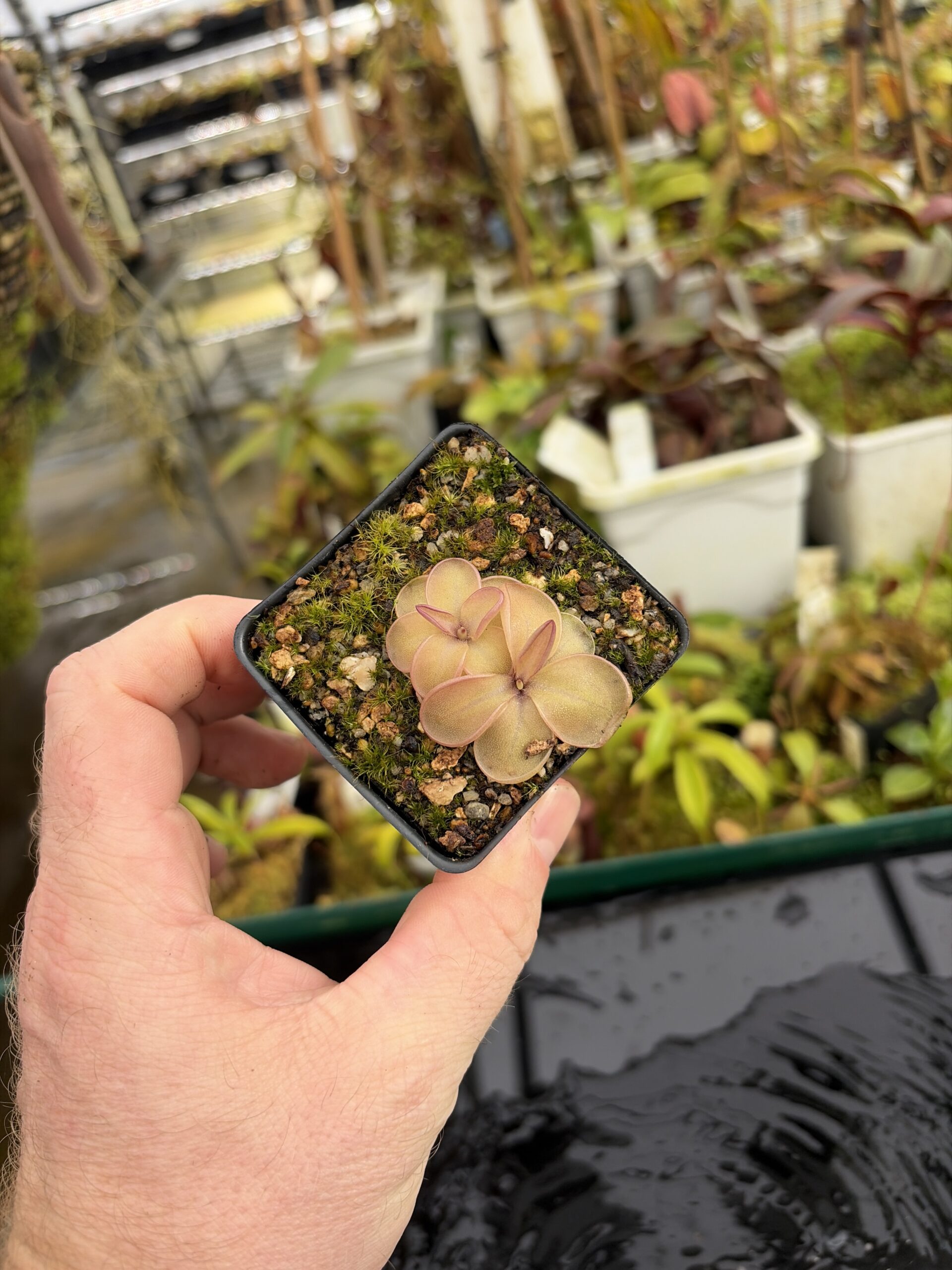 Wide Angle of Pinguicula emarginata x hemiepiphytica | Best Carnivorous Plants | BCP-1668 | IN27196