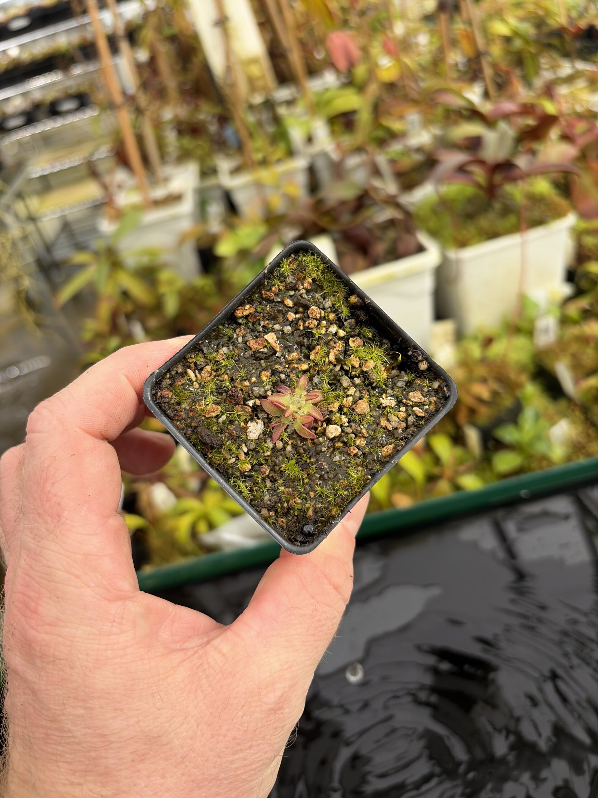 Wide Angle of Pinguicula immaculata | Best Carnivorous Plants | BCP-515 | IN27203