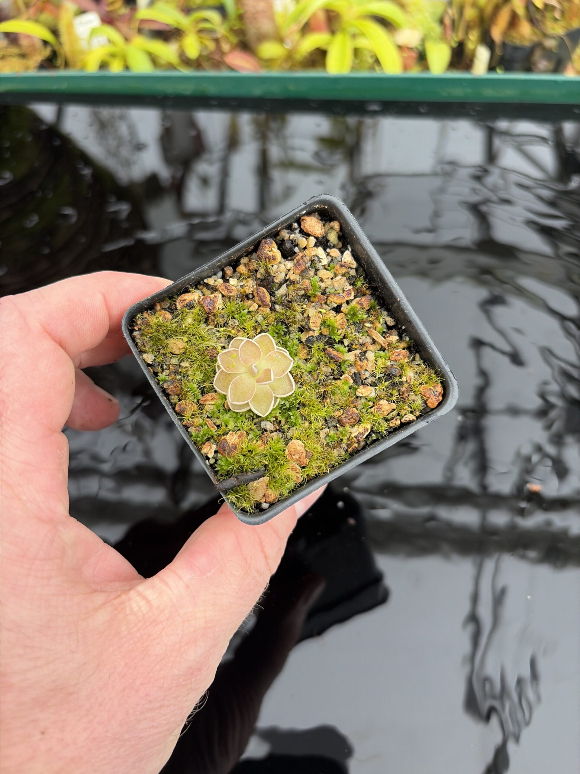 Wide Angle of Pinguicula jaumavensis {75} | Best Carnivorous Plants | BCP-549 | IN27031