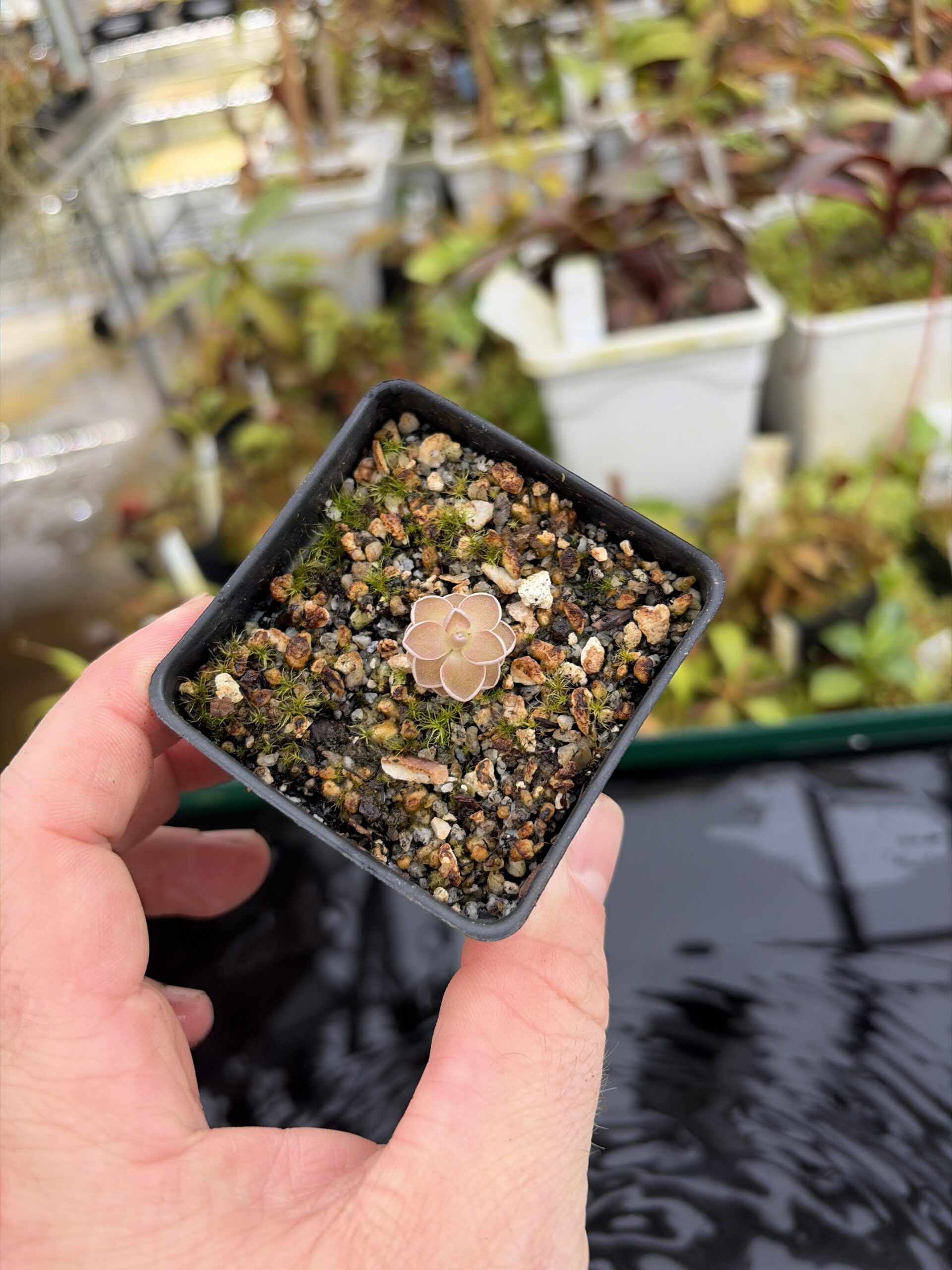 Wide Angle of Pinguicula jaumavensis {75} | Best Carnivorous Plants | BCP-549 | IN27197