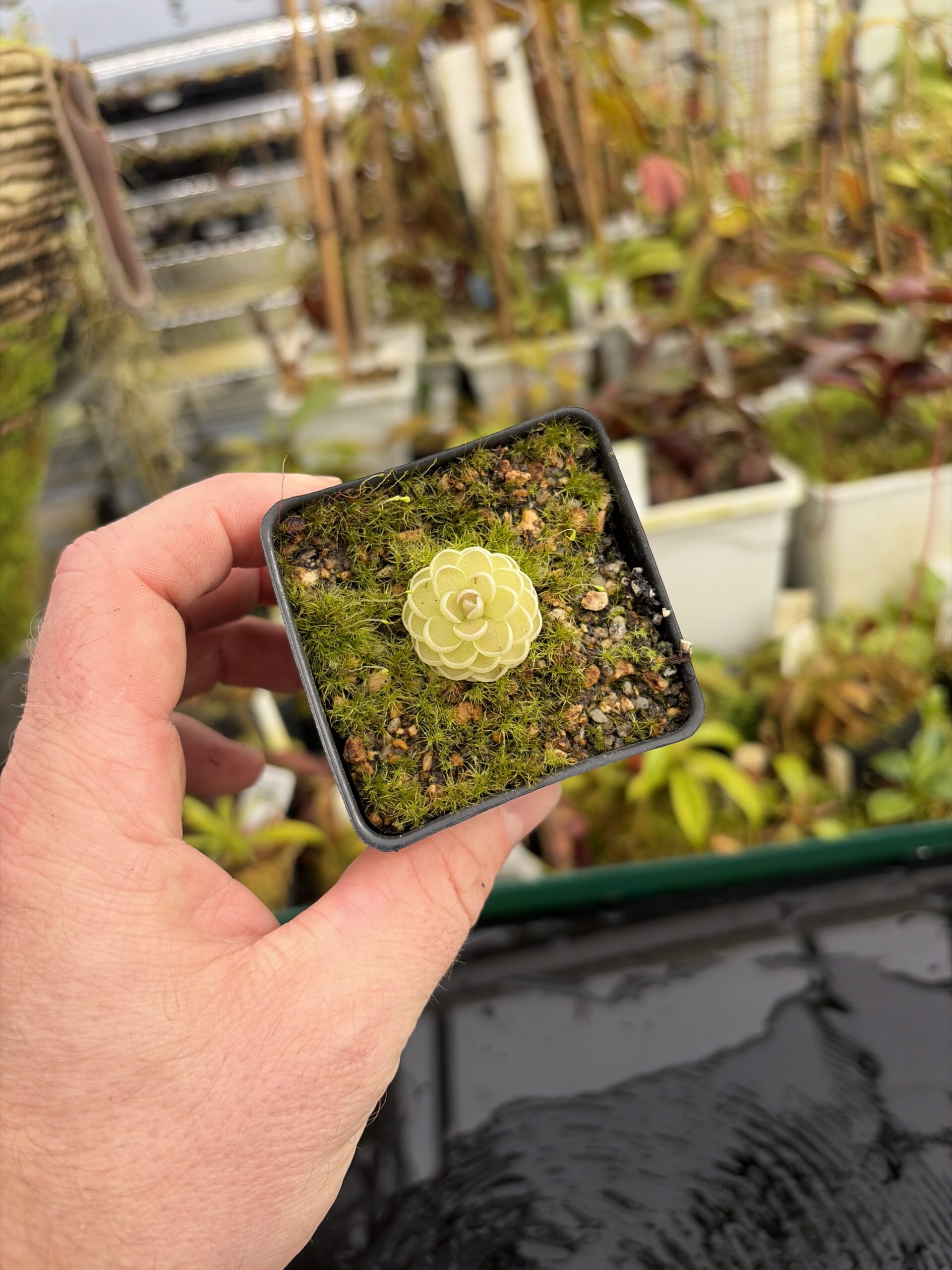 Wide Angle of Pinguicula jaumavensis {L90-14} | Best Carnivorous Plants | BCP-558 | IN27204