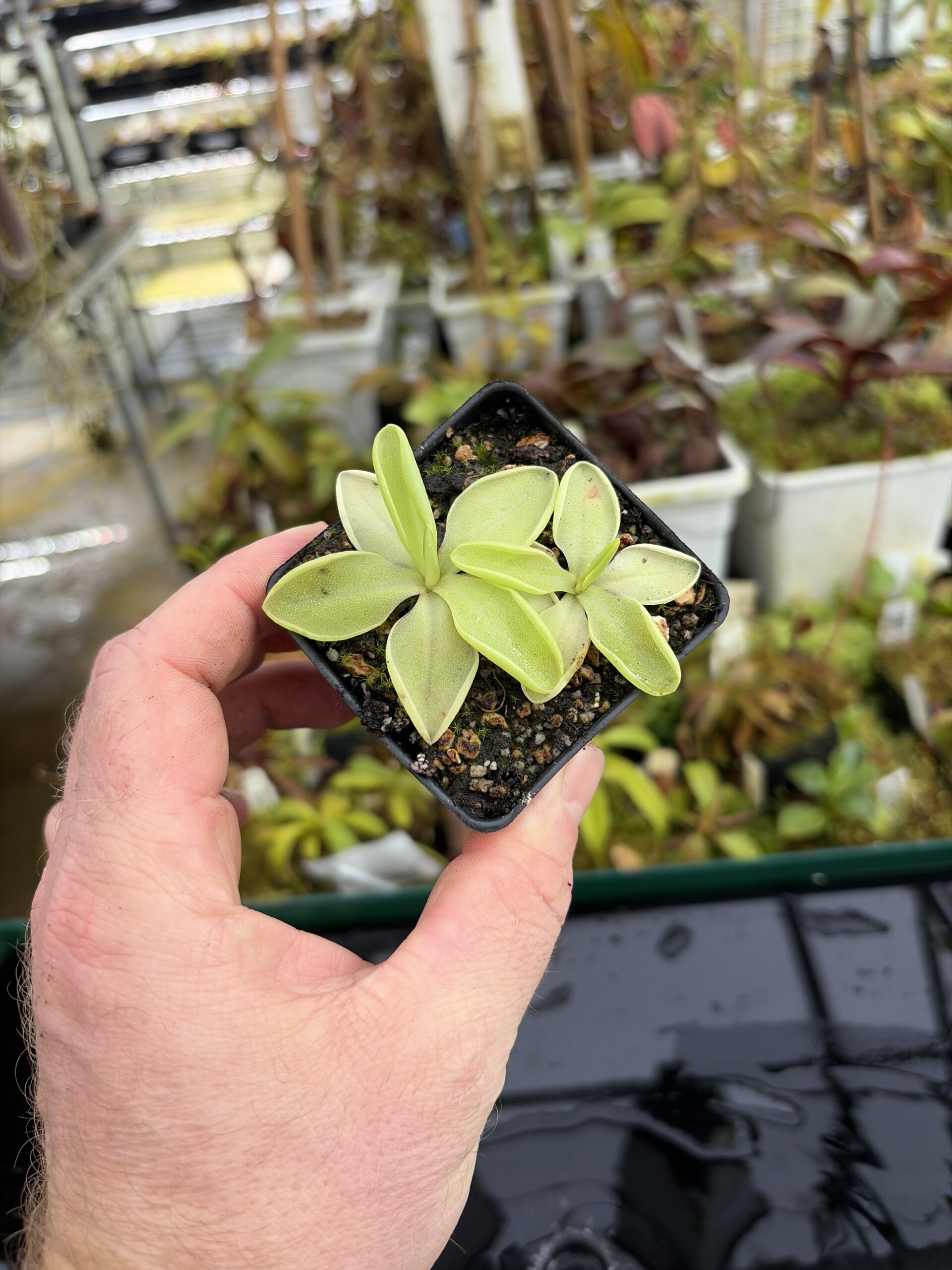 Wide Angle of Pinguicula moranensis var. alba {pure white flower; 25 km from San Cristobal, Mexico} | Best Carnivorous Plants | BCP-545 | IN27200