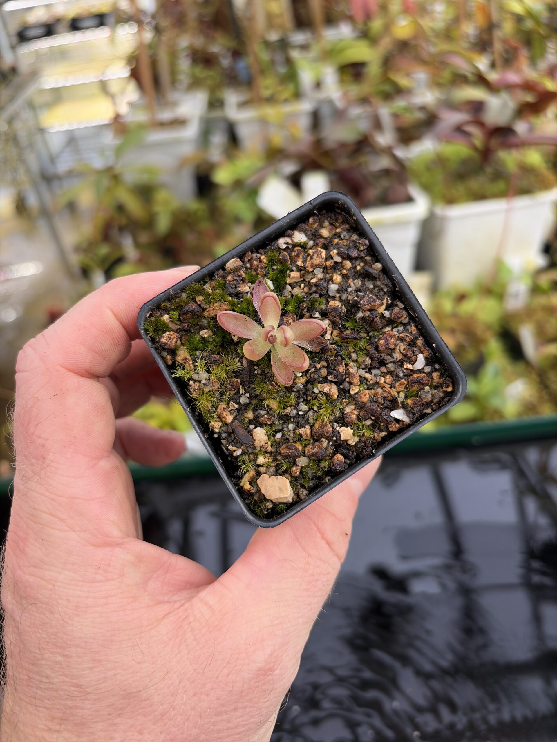 Wide Angle of Pinguicula nivalis hybr. cv. BCP 'Crystal' | Best Carnivorous Plants | BCP-514 | IN27201