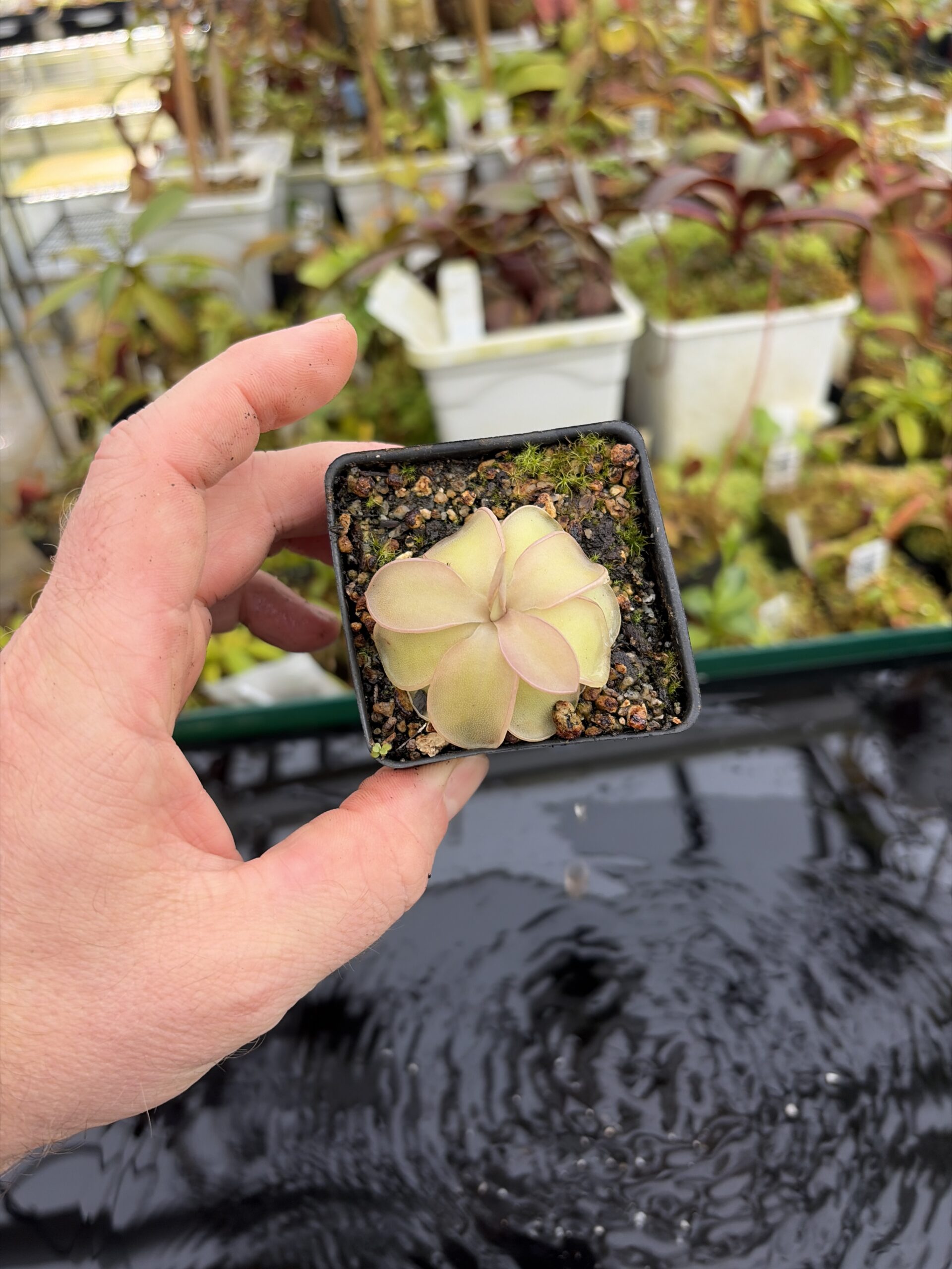 Wide Angle of Pinguicula pilosa x emarginata | Florae Collaborative | | IN27199