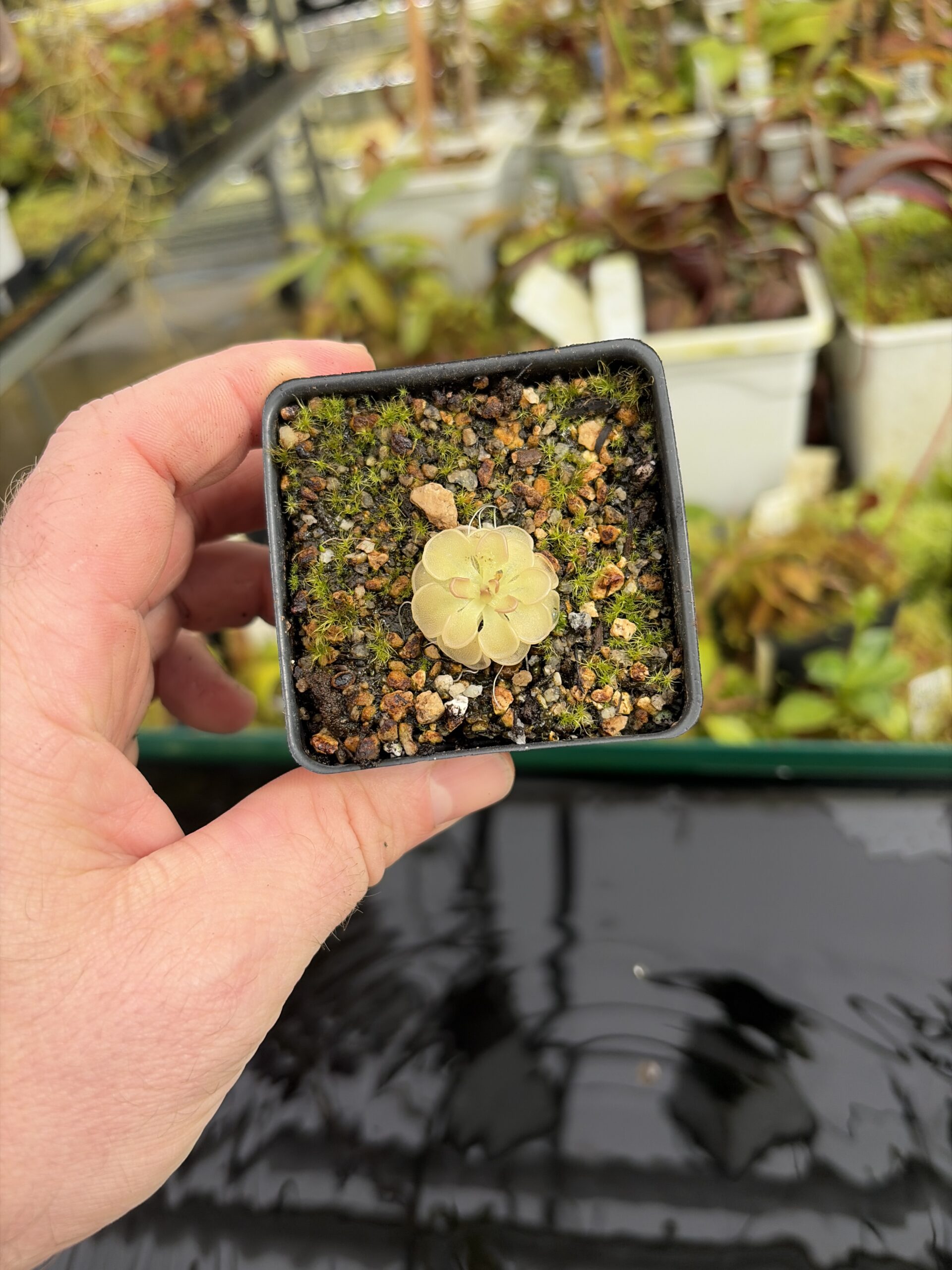 Wide Angle of Pinguicula rotundiflora | Best Carnivorous Plants | BCP-595 | IN27202