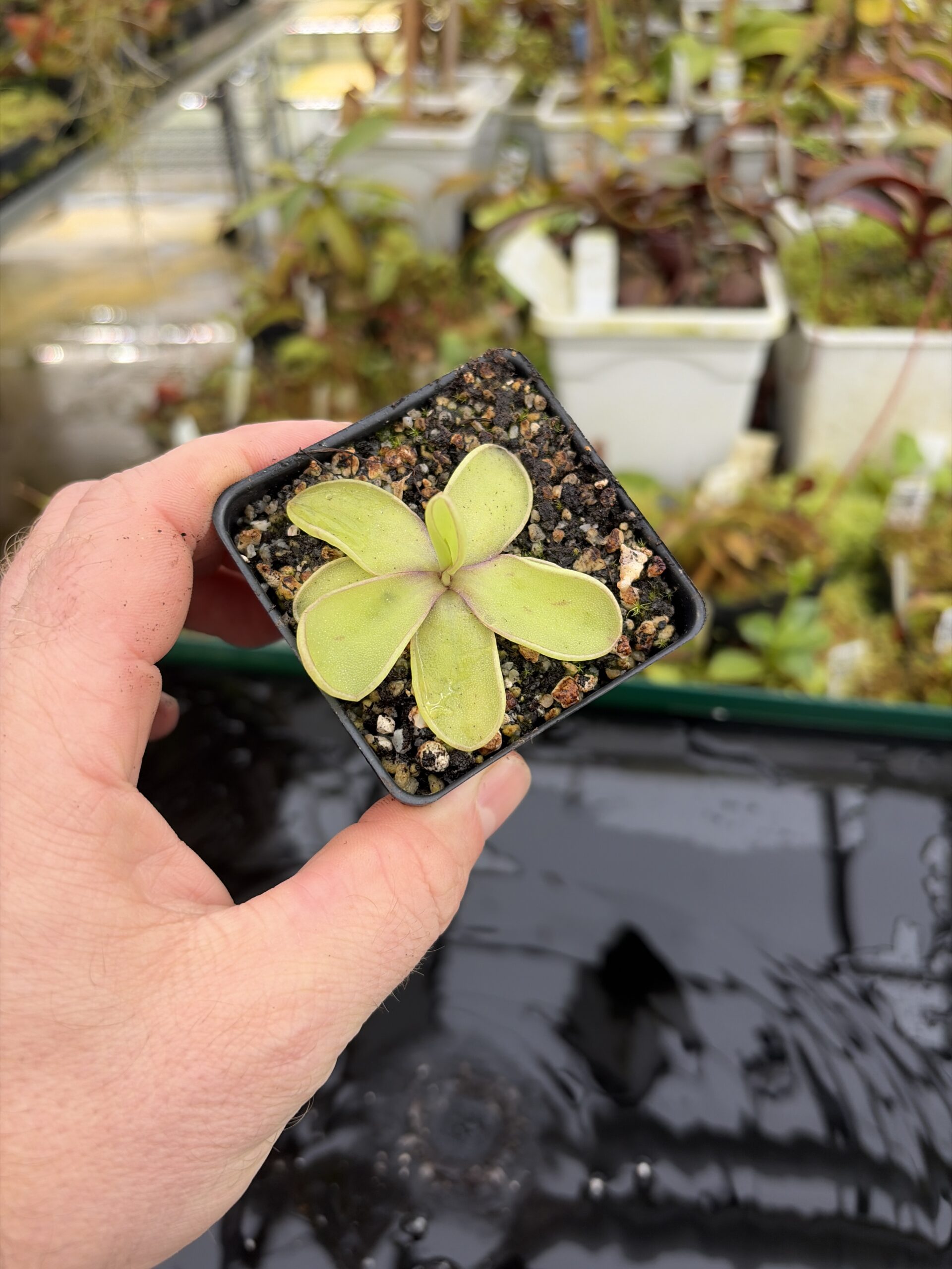 Wide Angle of Pinguicula sp. pachuca x agnata | Florae Collaborative | | IN27198