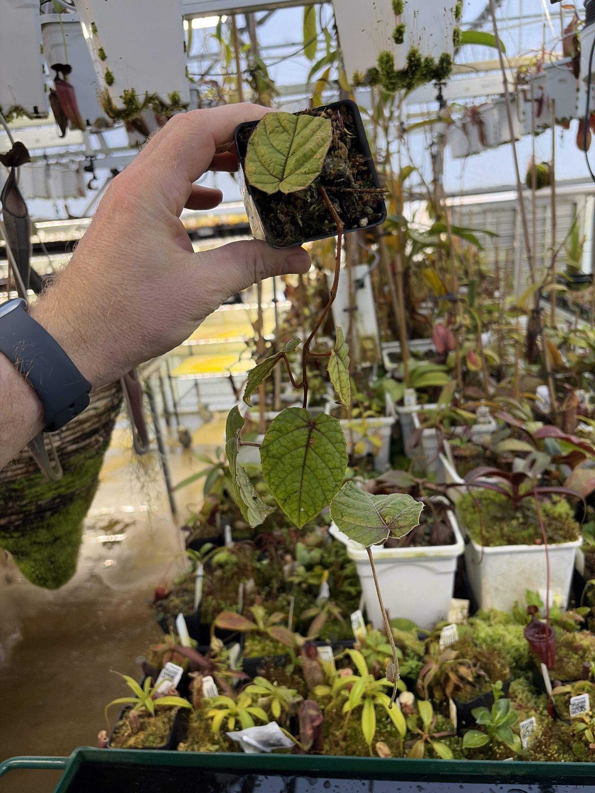 Wide Angle of Pterisanthes sp (Indonesia) | Florae Collaborative | | IN27237