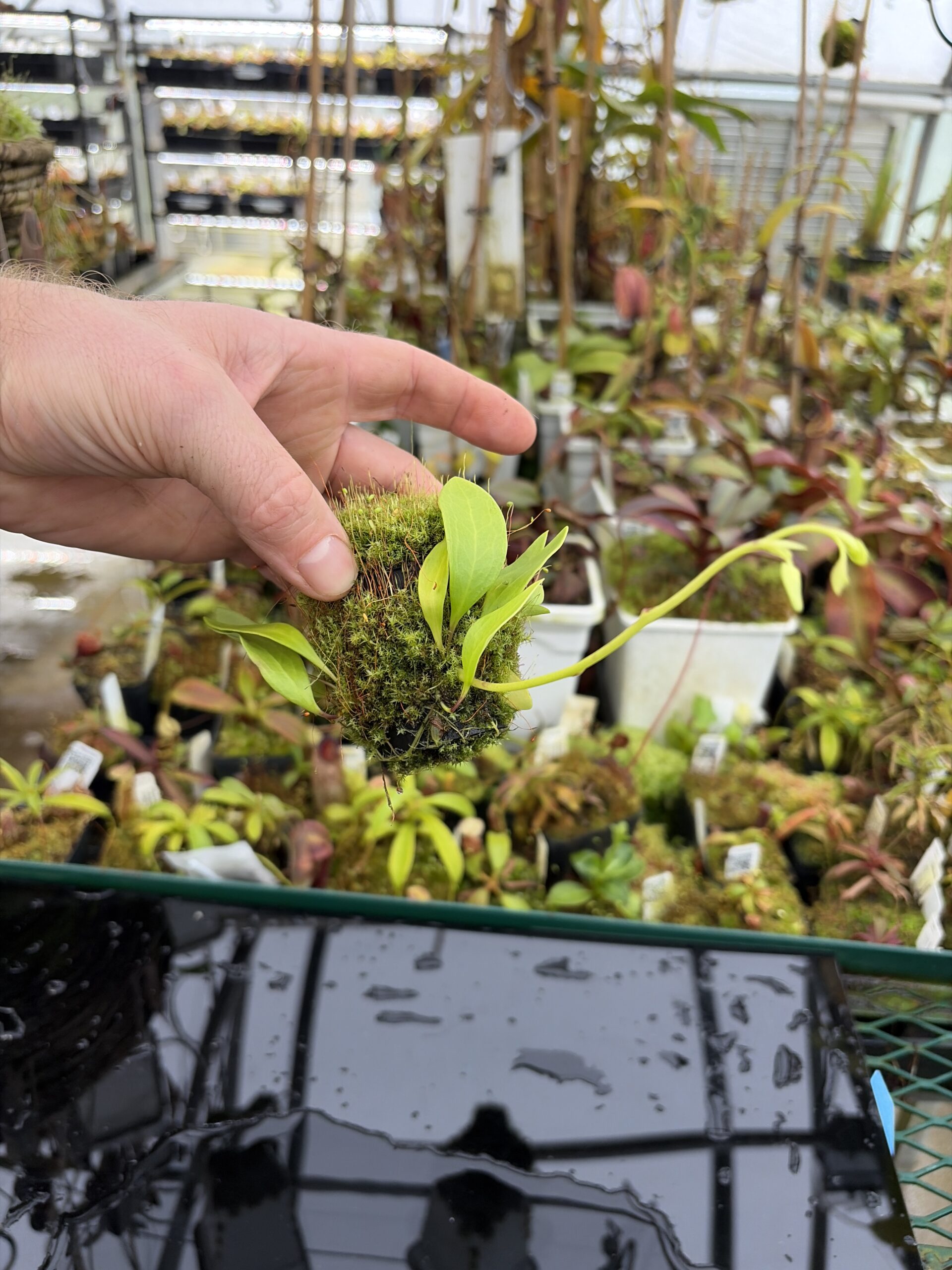 Wide Angle of Utricularia alpina | Best Carnivorous Plants | BCP-1960 | H27156