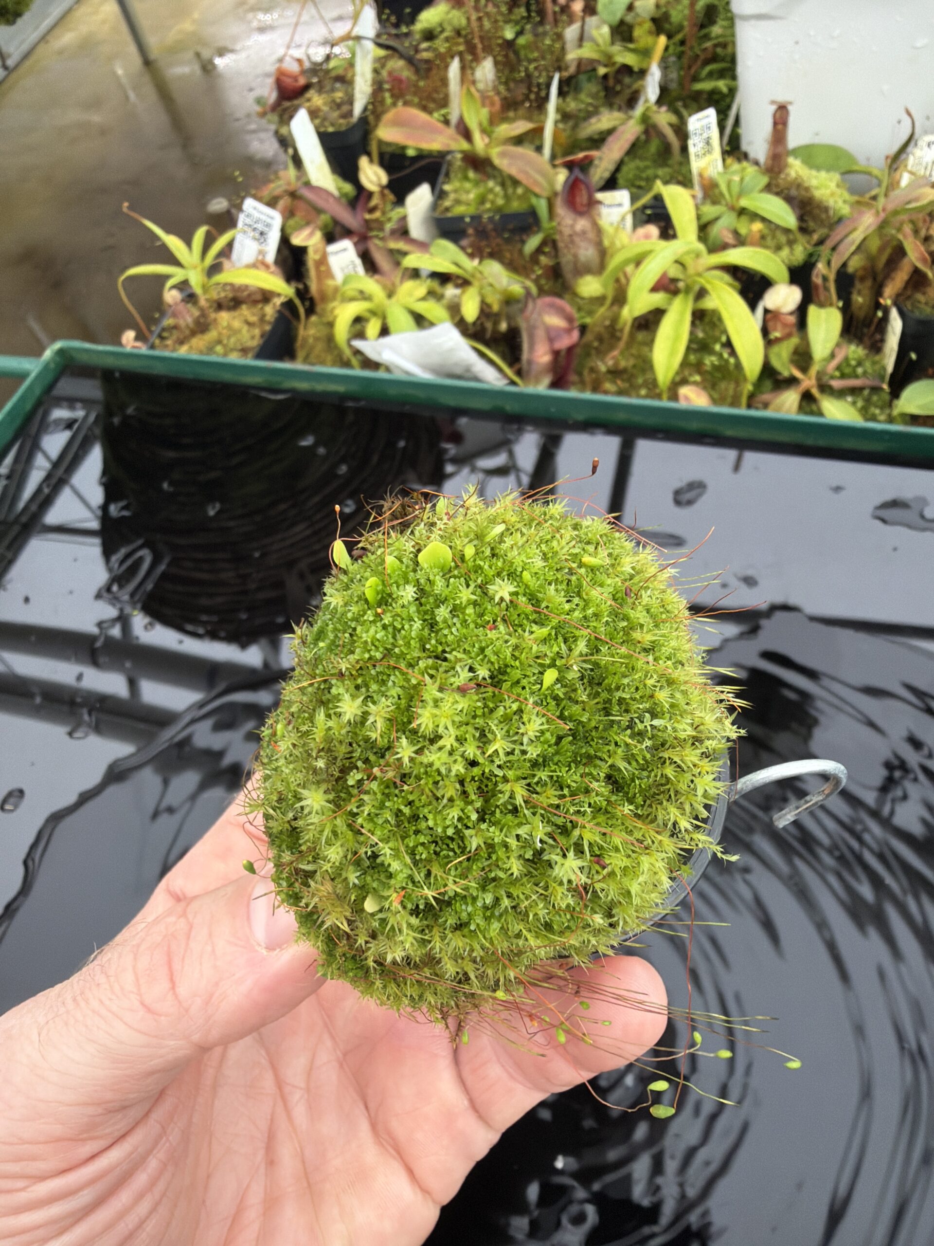 Wide Angle of Utricularia campbelliana {Wei Tepui} | Best Carnivorous Plants | | H27124