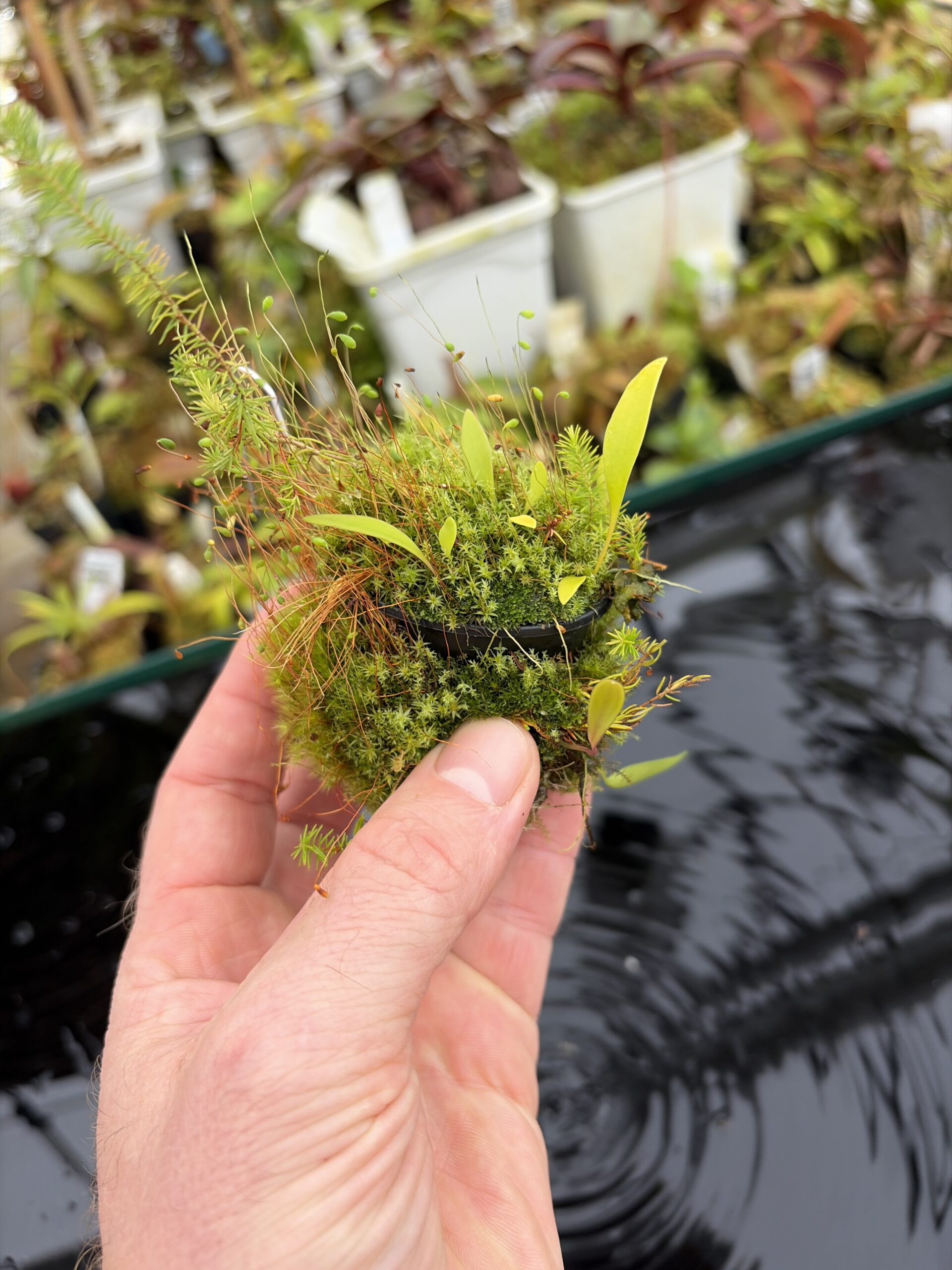 Wide Angle of Utricularia cv. JITKA (= Utricularia quelchii x Utricularia praetermissa) | Best Carnivorous Plants | | H27125