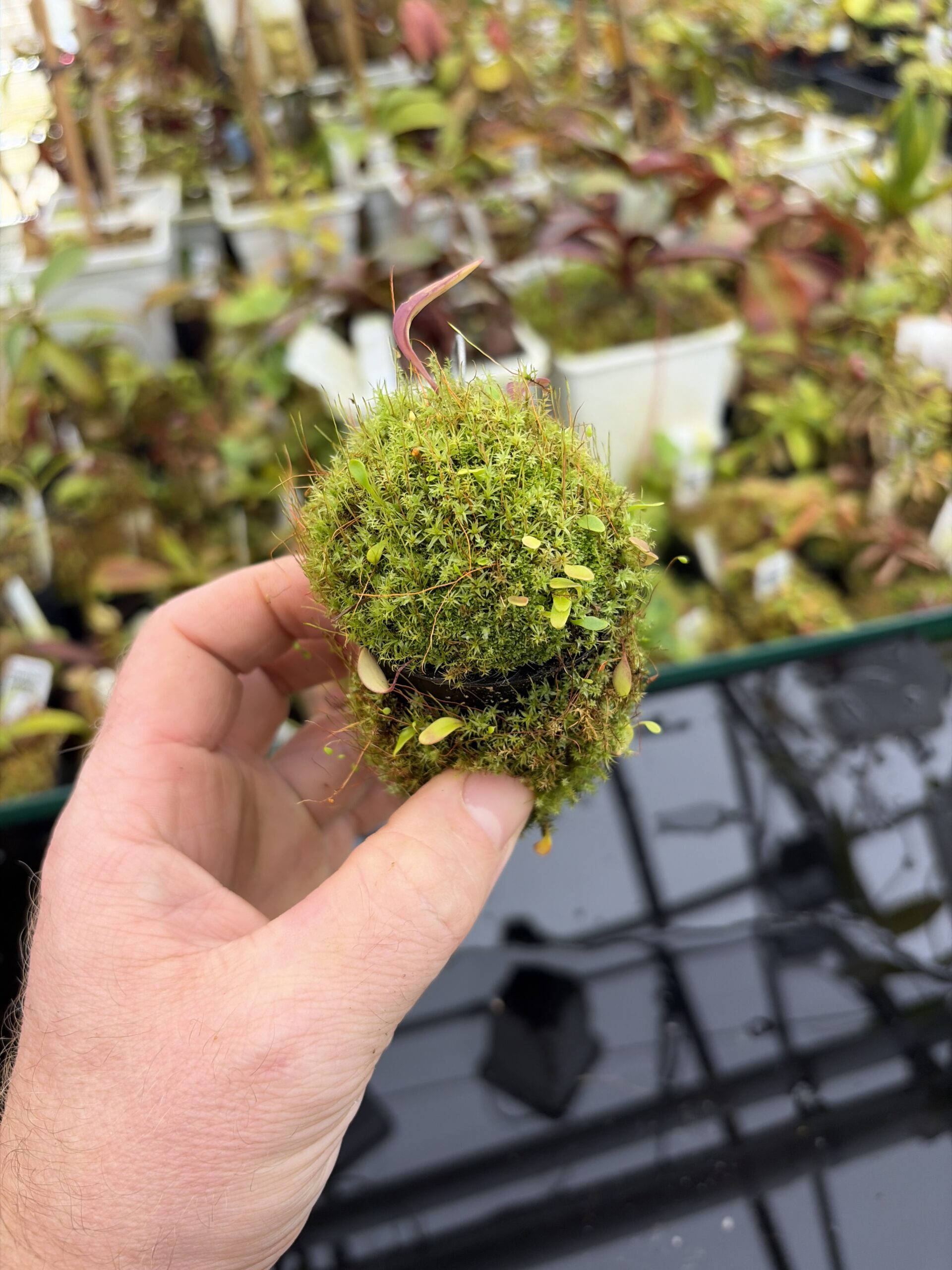 Wide Angle of Utricularia quelchii | Best Carnivorous Plants | BCP-138 | H27157