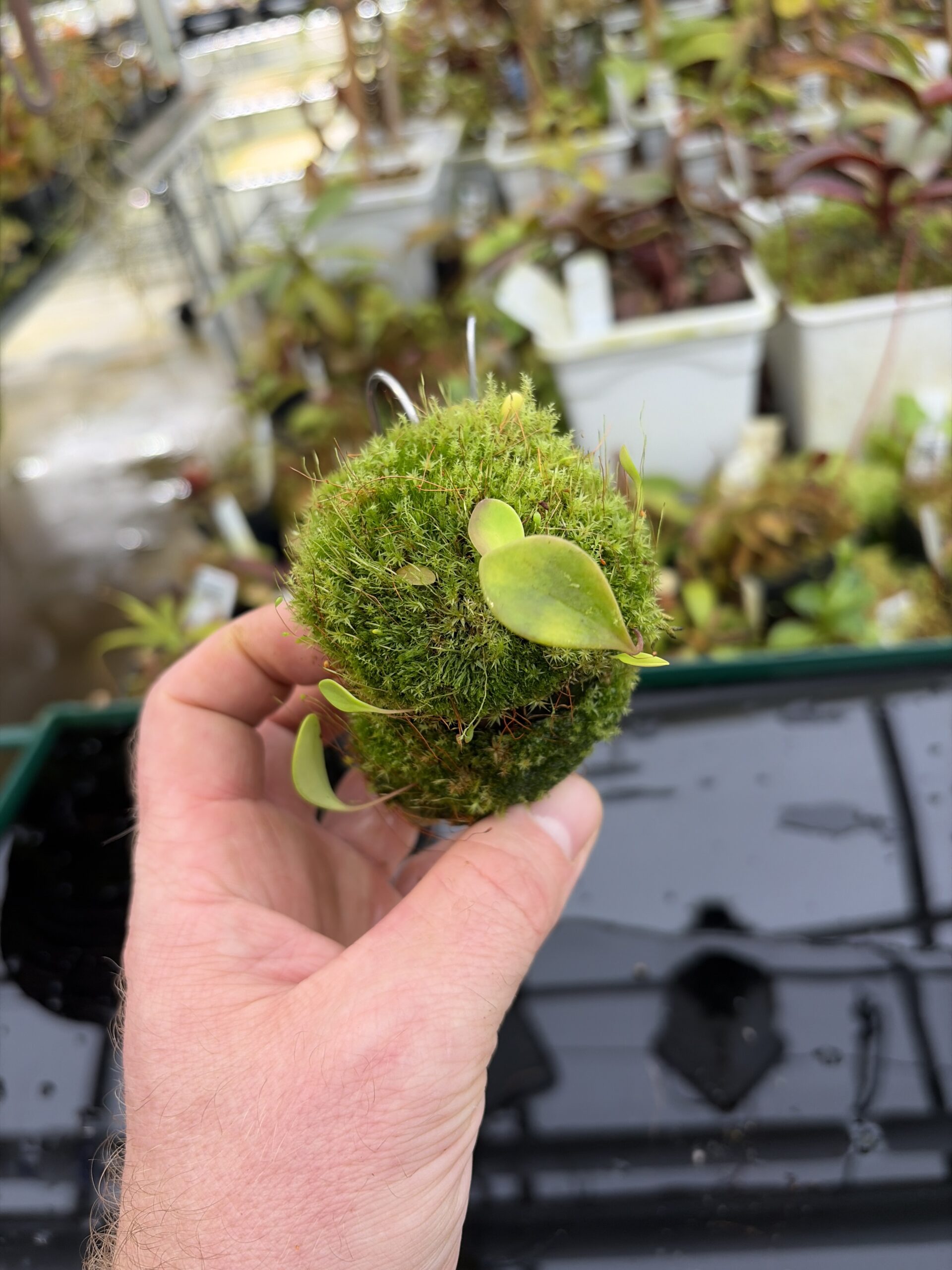 Wide Angle of Utricularia quelchii | Best Carnivorous Plants | BCP-138 | H27159