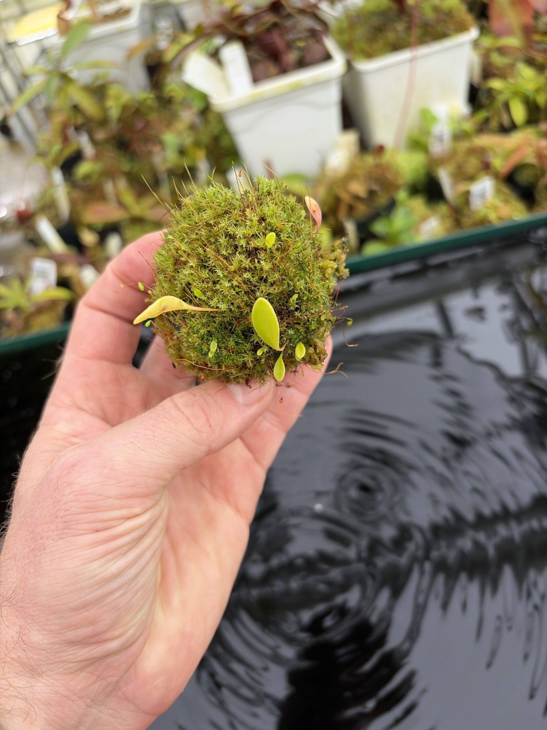 Wide Angle of Utricularia quelchii {Peter Harbart clone} | Best Carnivorous Plants | | H27123